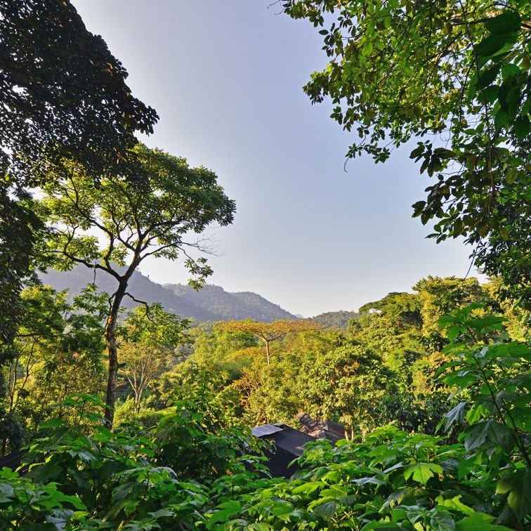Misty hills of Bwindi Impenetrable Forest at dawn.