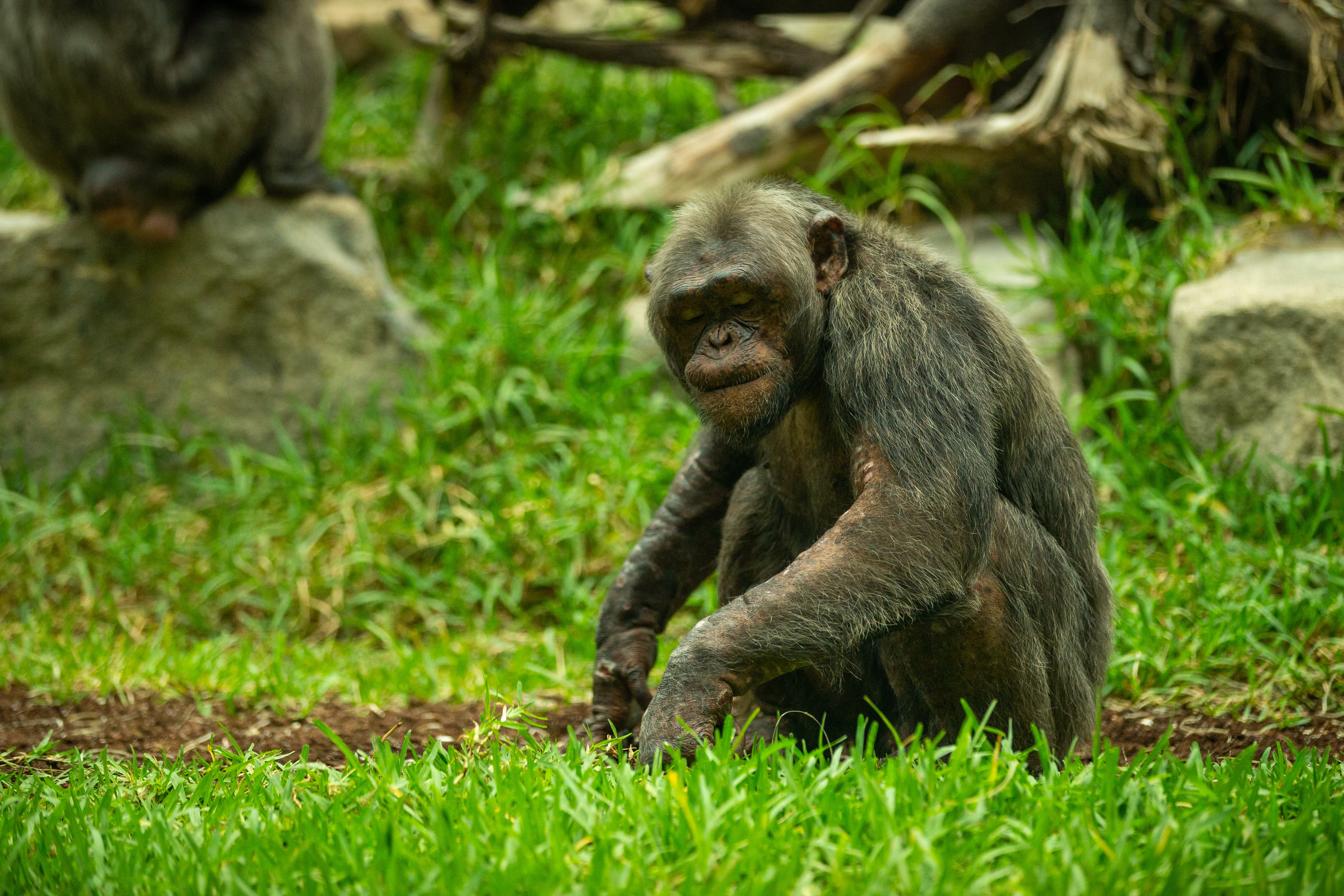 Mountain gorilla resting in the forest of Bwindi.